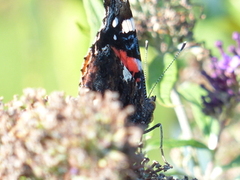 Red Admiral (Vanessa atalanta)