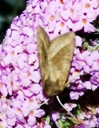 Brunt stengelfly (Hydraecia micacea)