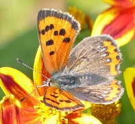 Small Copper (Lycaena phlaeas)