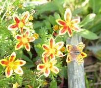 Ildgullvinge (Lycaena phlaeas)