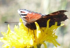 Peacock Butterfly (Aglais io)