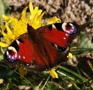 Peacock Butterfly (Aglais io)