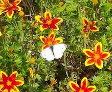 Rapssommerfugl (Pieris napi)