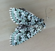 Grønt eikefly (Griposia aprilina)