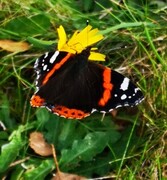 Admiral (Vanessa atalanta)