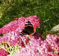 Admiral (Vanessa atalanta)