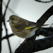 Grønnfink (Chloris chloris)