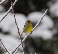 Grønnfink (Chloris chloris)