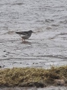 Fjæreplytt (Calidris maritima)