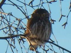 Spurveugle (Glaucidium passerinum)