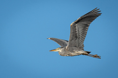 Gråhegre (Ardea cinerea)