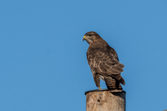 Musvåk (Buteo buteo)