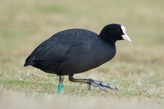 Sothøne (Fulica atra)