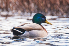 Stokkand (Anas platyrhynchos)