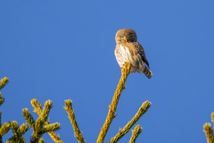 Spurveugle (Glaucidium passerinum)