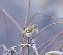 Grønnsisik (Spinus spinus)