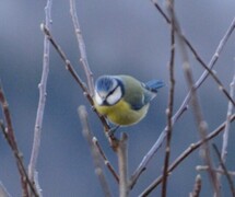 Blåmeis (Cyanistes caeruleus)