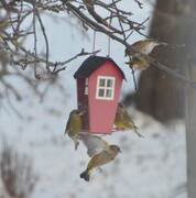 Grønnfink (Chloris chloris)