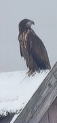 Havørn (Haliaeetus albicilla)