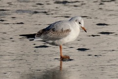 Hettemåke (Chroicocephalus ridibundus)