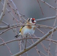 Stillits (Carduelis carduelis)