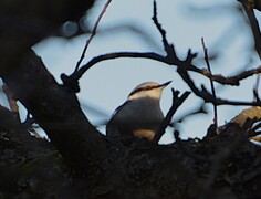 Spettmeis (Sitta europaea)