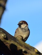 Gråspurv (Passer domesticus)