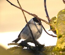 Løvmeis (Poecile palustris)