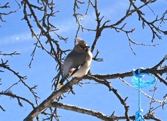 Sidensvans (Bombycilla garrulus)