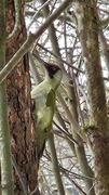 Grønnspett (Picus viridis)