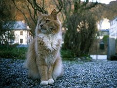Cat (Felis catus)