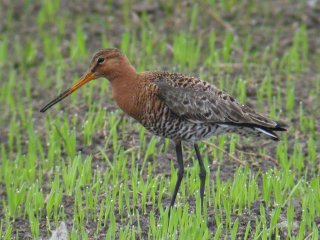 Black-tailed Godwit (Limosa limosa)