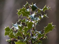 English Holly (Ilex aquifolium)