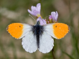 Orange Tip (Anthocharis cardamines)