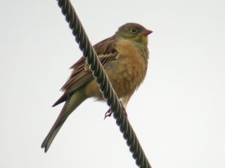 Ortolan Bunting (Emberiza hortulana)