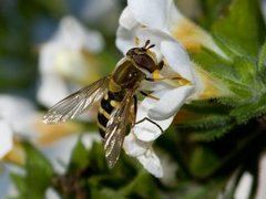 Hover flies (Syrphidae)