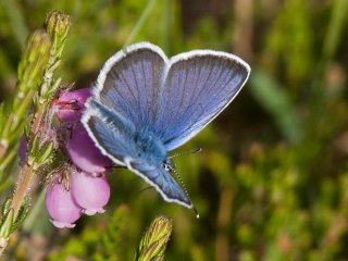 Silver-studded Blue (Plebejus argus)