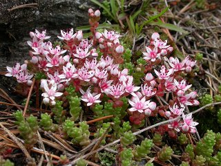 English Stonecrop (Sedum anglicum)