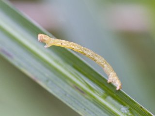 Geometrid moths (Geometridae)