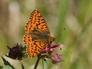 Cranberry Fritillary (Boloria aquilonaris)