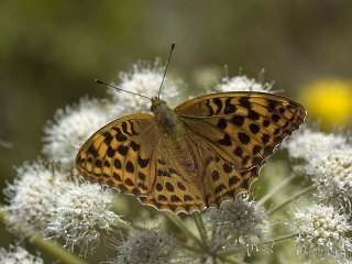 Silver-Washed Fritillary (Argynnis paphia)