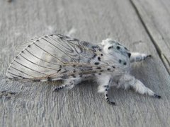 Puss Moth (Cerura vinula)
