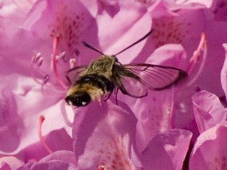 Narrow-bordered Bee Hawk-moth (Hemaris tityus)