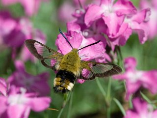 Broad-bordered Bee Hawk-moth (Hemaris fuciformis)