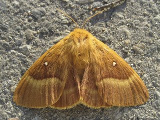 Oak Eggar (Lasiocampa quercus)