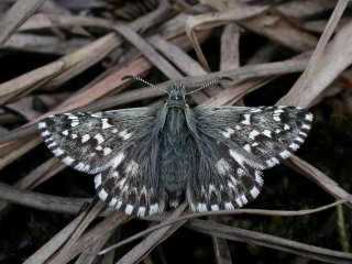 Northern Grizzled Skipper (Pyrgus centaureae)