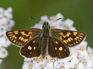 Chequered Skipper (Carterocephalus palaemon)