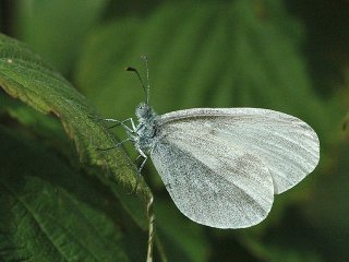 Wood White (Leptidea sinapis)