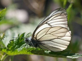 Black-veined White (Aporia crataegi)