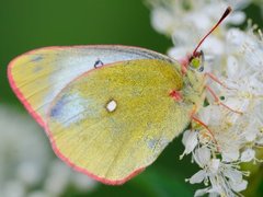 Moorland Clouded Yellow (Colias palaeno)